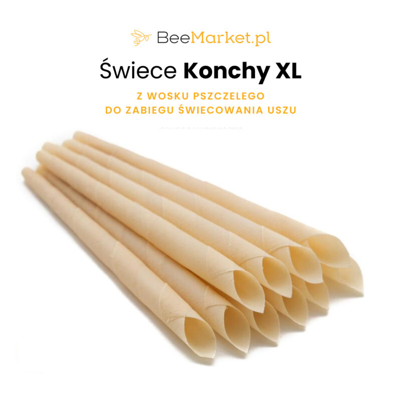 Konchy XL - 28 cm. 1