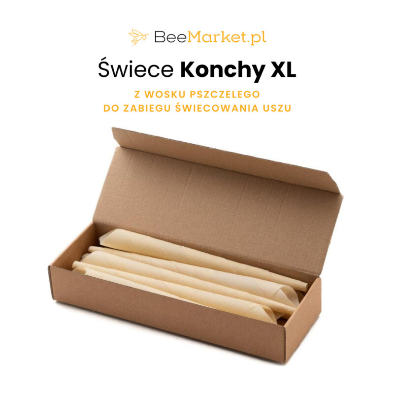 Konchy XL - 28 cm. 2